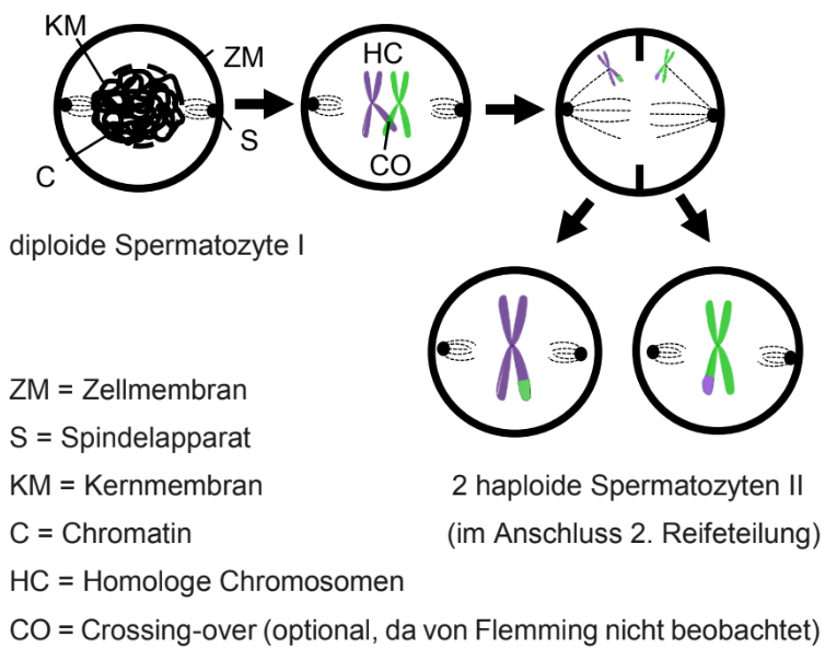 Schematische Darstellung der Meiose: diploide Spermatozyte I teilt sich zu zwei haploiden Spermatozyten II mit Chromosomen und Spindel